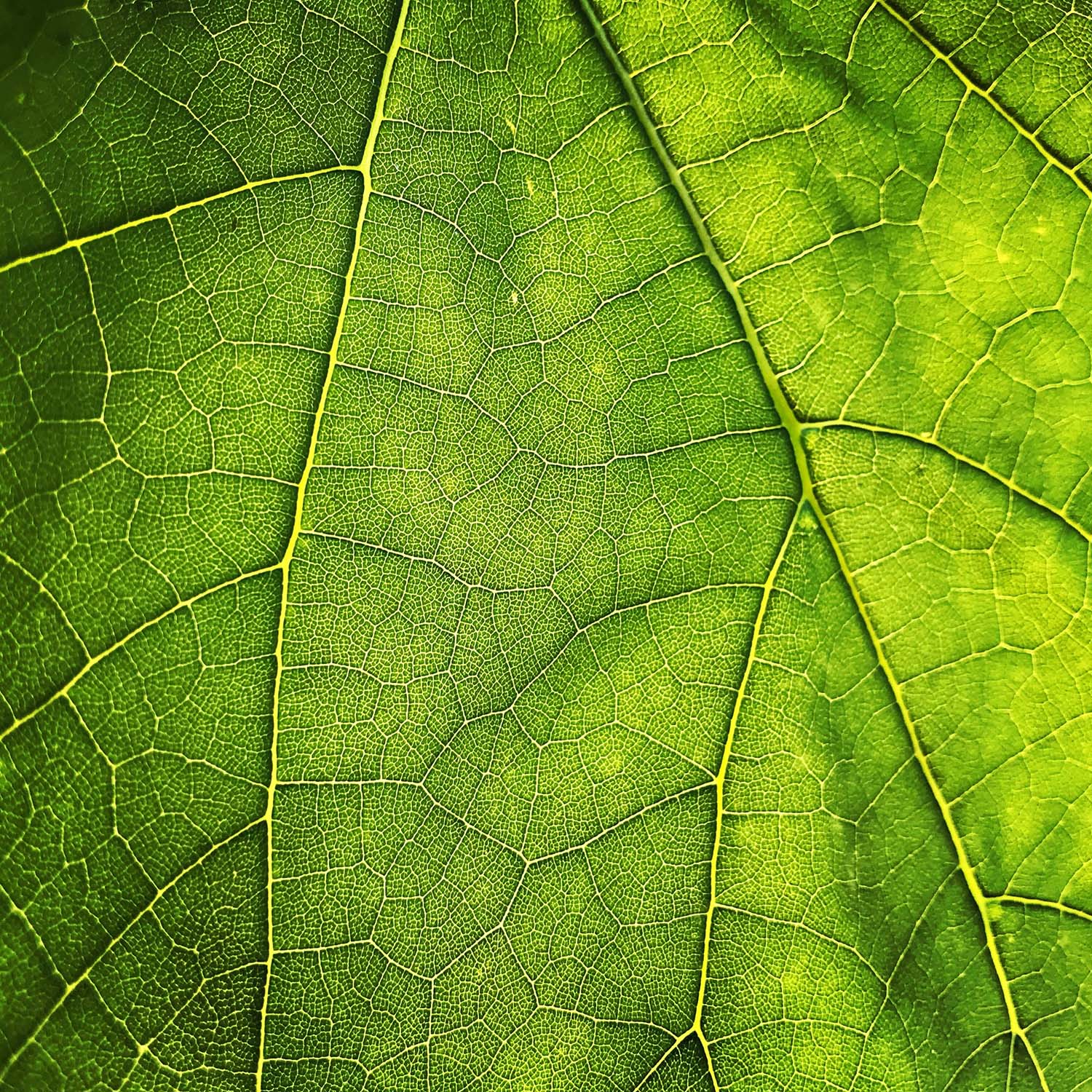 Solas Sustainable Energy Fund ICAV (SSEF) und PAUL Tech schließen Finanzierung